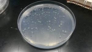 North-Facing Slope Soil Bacteria Dilution 10^-4